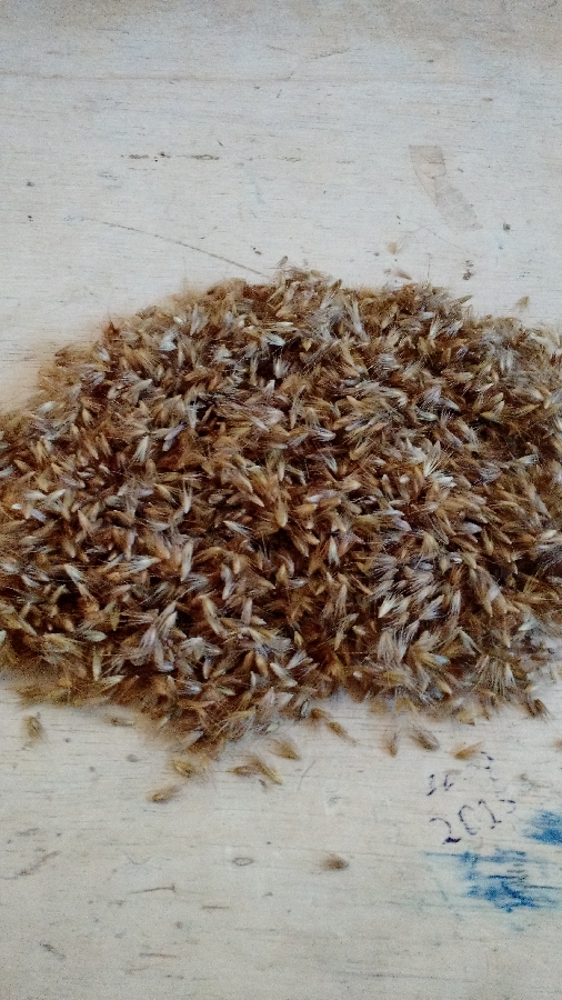 Elephant Grass Seeds & Stems(Cuttings) Images